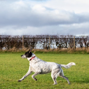 Bonnyton Dog Runs