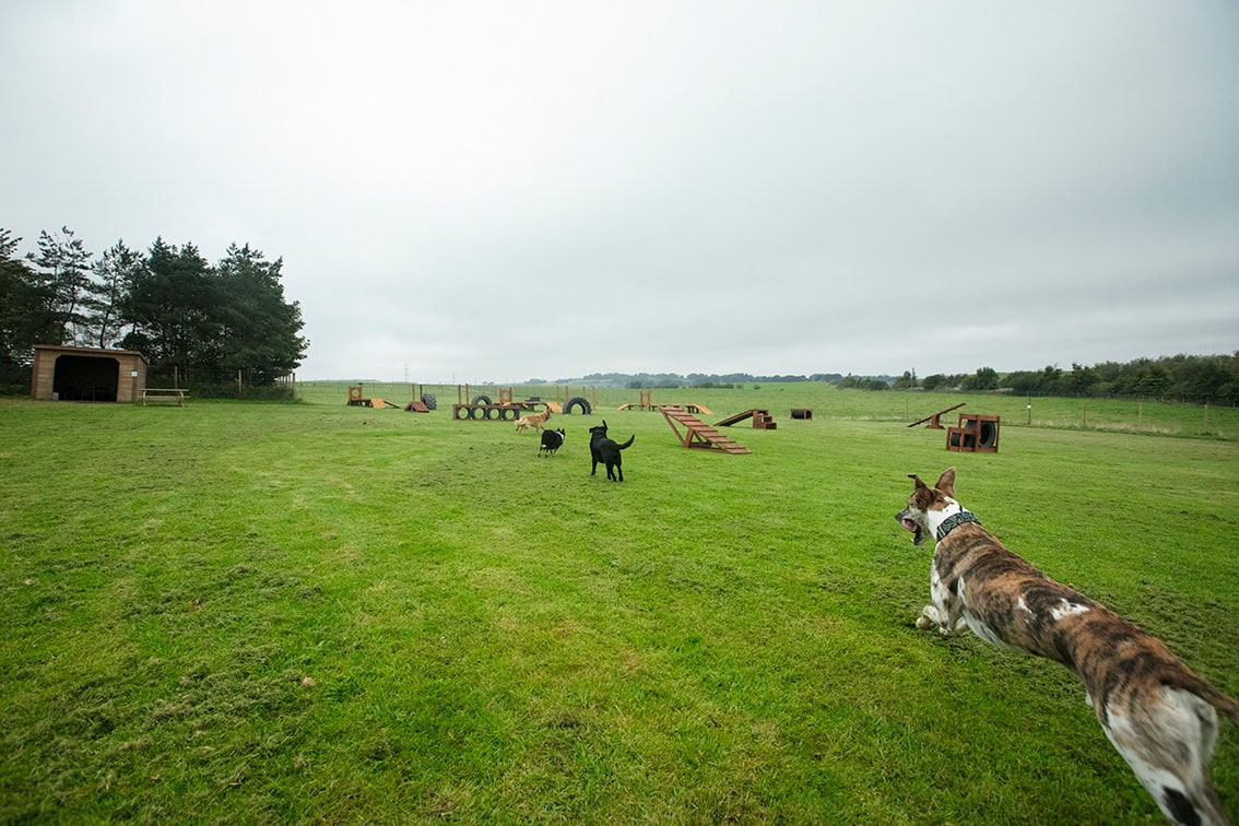 Bonnyton Dog Runs