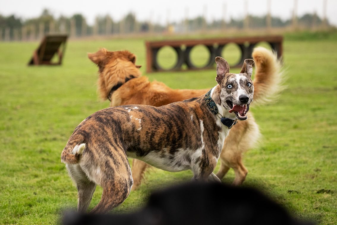 Bonnyton Dog Runs