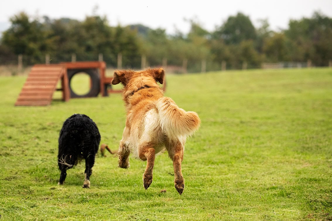 Bonnyton Dog Runs