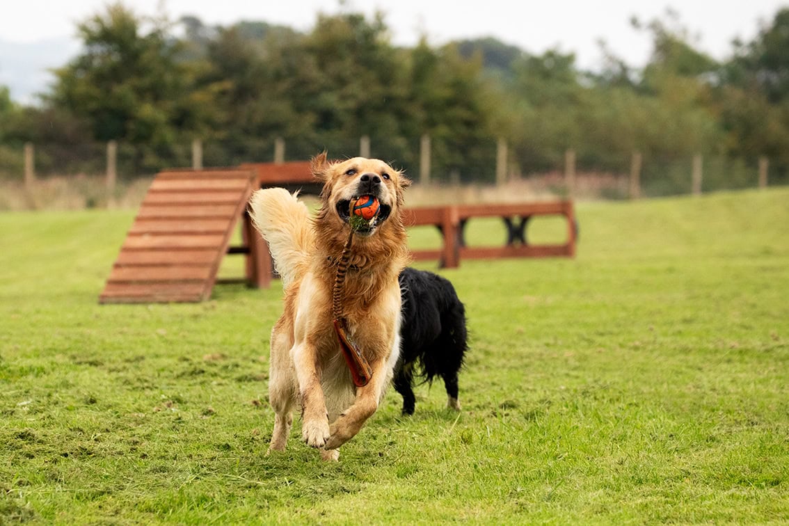 Bonnyton Dog Runs