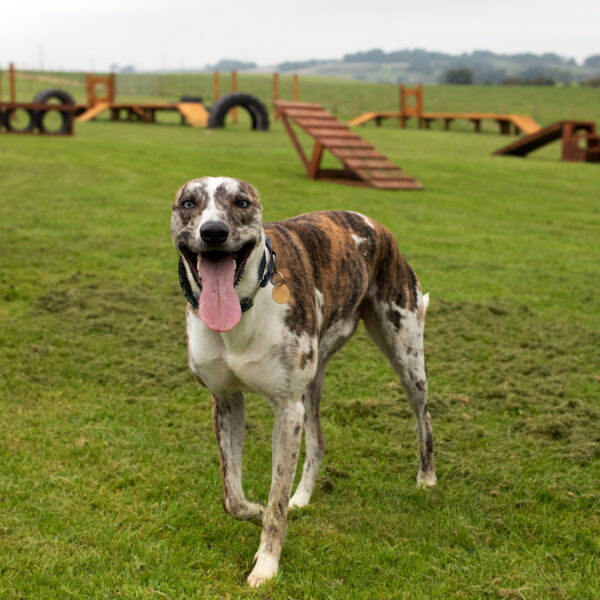 Bonnyton Dog Runs