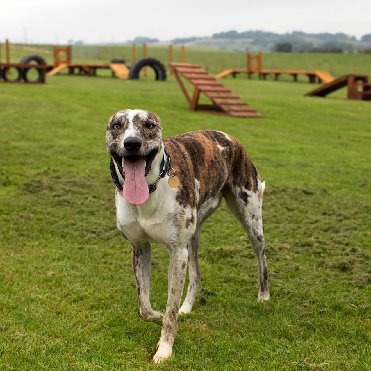 Bonnyton Dog Runs